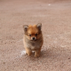 Chiot d'apparence de race Chihuahua  adopter.