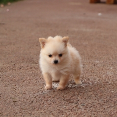 Chiot Chihuahua  vendre au prix de 800  vaccin et identifi.