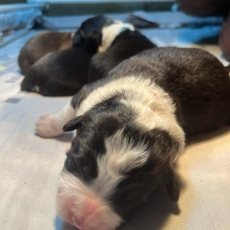 Chiot Border Collie  vendre au prix de 1200  vaccin et identifi.