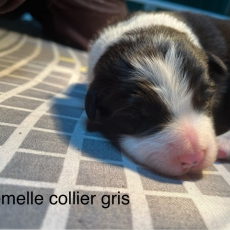 Cette petite femelle Border Collie propose  l'achat est ne le 14/02/2025.