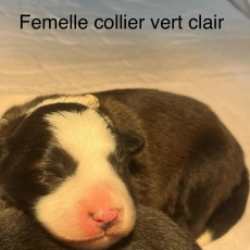 Chiot Border Collie  vendre au prix de 1200  vaccin et identifi.