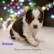 Chiot d'apparence de race Berger amricain miniature  adopter.