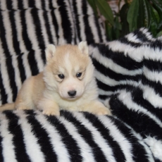 Chiot Husky Sibrien  vendre au prix de 950  vaccin et identifi.