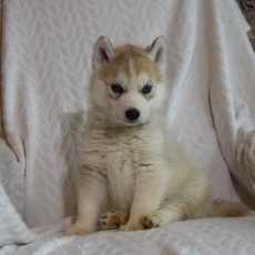 Chiot Husky Sibrien de race LOF avec pedigree  adopter.