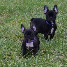 Chiot Bouledogue Franais de race LOF avec pedigree  adopter.