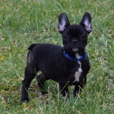 Chiot Bouledogue Franais de race LOF avec pedigree  adopter.