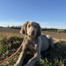 Chiot Braque Weimar poil long de race LOF avec pedigree  adopter.