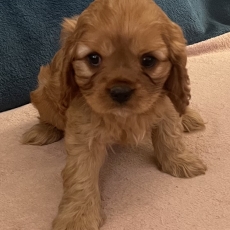 Chiot Cavalier King Charles de race LOF avec pedigree  adopter.