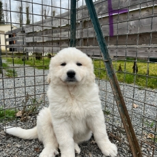 Chiot Montagne des Pyrnes  vendre au prix de 960  vaccin et identifi.