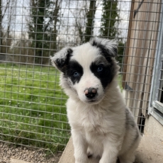 Ce petite mle Border Collie propos  l'achat est n le 27/12/2024.