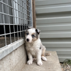 Chiot Border Collie  vendre au prix de 960  vaccin et identifi.