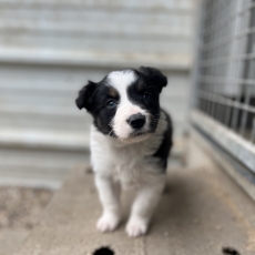 Cette petite femelle Border Collie propose  l'achat est ne le 04/01/2025.