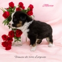 Chiot Berger amricain miniature sans pedigree  prix 1300 .