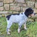 Chien Epagneul Breton proposé par l’élevage Du Manoir Du Vauclair.