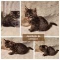 Chaton Maine Coon de race – prix 1500 €.