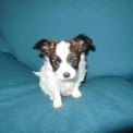 Chiot Nain Continental Papillon de race – prix 1800 €.