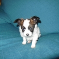 Chiot Nain Continental Papillon de race – prix 1800 €.