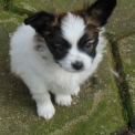 Chiot Nain Continental Papillon de race  en région Bourgogne-Franche-Comté.