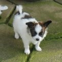 Chien Nain Continental Papillon proposé par l’élevage lutins du clos des buddleias.