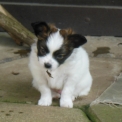 Chien Nain Continental Papillon proposé par l’élevage lutins du clos des buddleias.