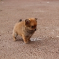 Chiot Chihuahua sans pedigree – prix 800 €.