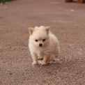 Chien Chihuahua proposé par l’élevage Domaine des terres lorginoise.