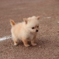 Chiot Chihuahua sans pedigree – prix 800 €.