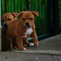 Chiot StaffordShire Bull Terrier de race – prix 1300 €.