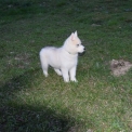 Chiot Husky Sibrien de race  prix 950 .