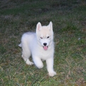 Chiot Husky Sibrien de race LOF avec pedigree  adopter.