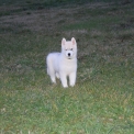 Chiot Husky Sibrien de race LOF avec pedigree  adopter.