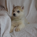 Husky Sibérien disponible en Ardèche