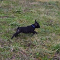 Chiot Bouledogue Français de race  en région Auvergne-Rhône-Alpes.