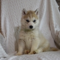 Chiot Husky Sibérien de race  en région Auvergne-Rhône-Alpes.