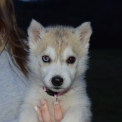 Chiot Husky Sibrien  vendre au prix de 1250  vaccin et identifi.