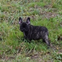 Chien Bouledogue Français proposée par l’élevage BCBG Belle Carrure Belle Gueule.