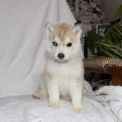 Chiot Husky Sibérien de race – prix 1250 €.