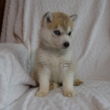 Chiot Husky Sibérien de race  en région Auvergne-Rhône-Alpes.