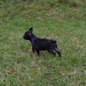 Bouledogue Français disponible en Ardèche