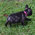 Chiot Bouledogue Français de race  en région Auvergne-Rhône-Alpes.