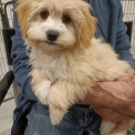 Chien Bichon Havanais proposée par l’élevage la ferme des Carons.