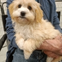 Chiot Bichon Havanais sans pedigree  en région Bourgogne-Franche-Comté.