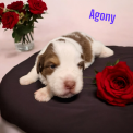 Chiot Berger amricain miniature sans pedigree  prix 1200 .