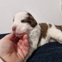 Chiot Berger amricain miniature sans pedigree  en rgion Hauts-de-France.