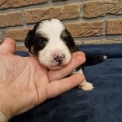 Chiot Berger amricain miniature sans pedigree  en rgion Hauts-de-France.