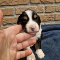 Chiot Berger amricain miniature sans pedigree  prix 1300 .