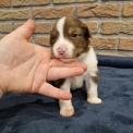 Chiot Berger amricain miniature sans pedigree  prix 1200 .