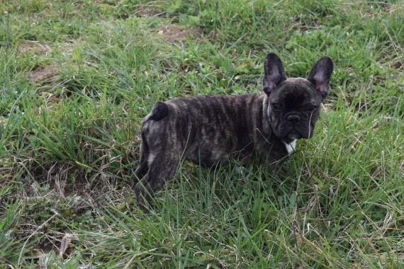 Petit mâle Bouledogue Français né le 11/11/2024 est proposé – vendu 1500 €.
