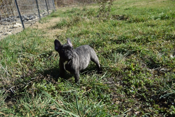 Petite femelle Bouledogue Français née le 10/11/2024 est proposée – vendue 1800 €.