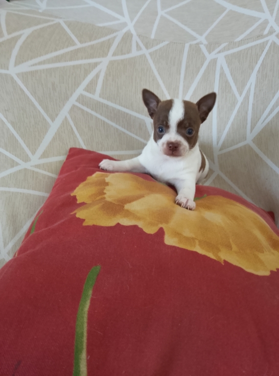 Petite femelle Chihuahua née le 13/01/2025 est proposée – vendue 1050 €.